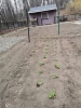 lettuce lettuce